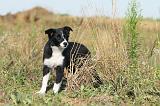 BORDER COLLIE 276